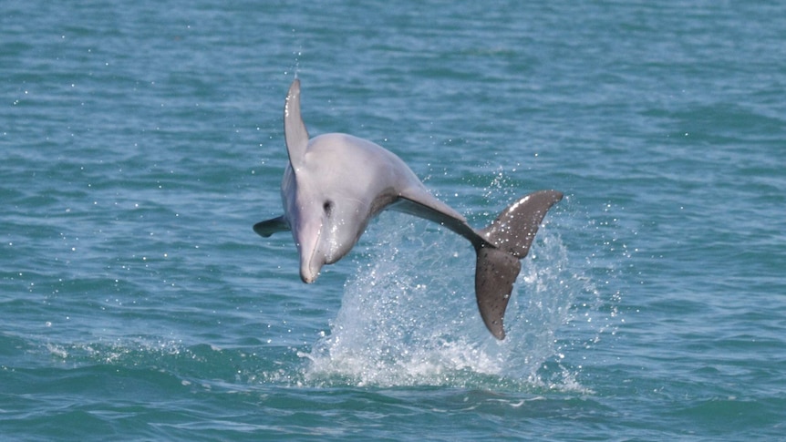 A bottlenose dolphin plays off the NT coast.