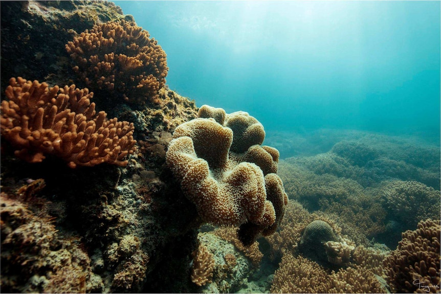 Coral growing on rocks.