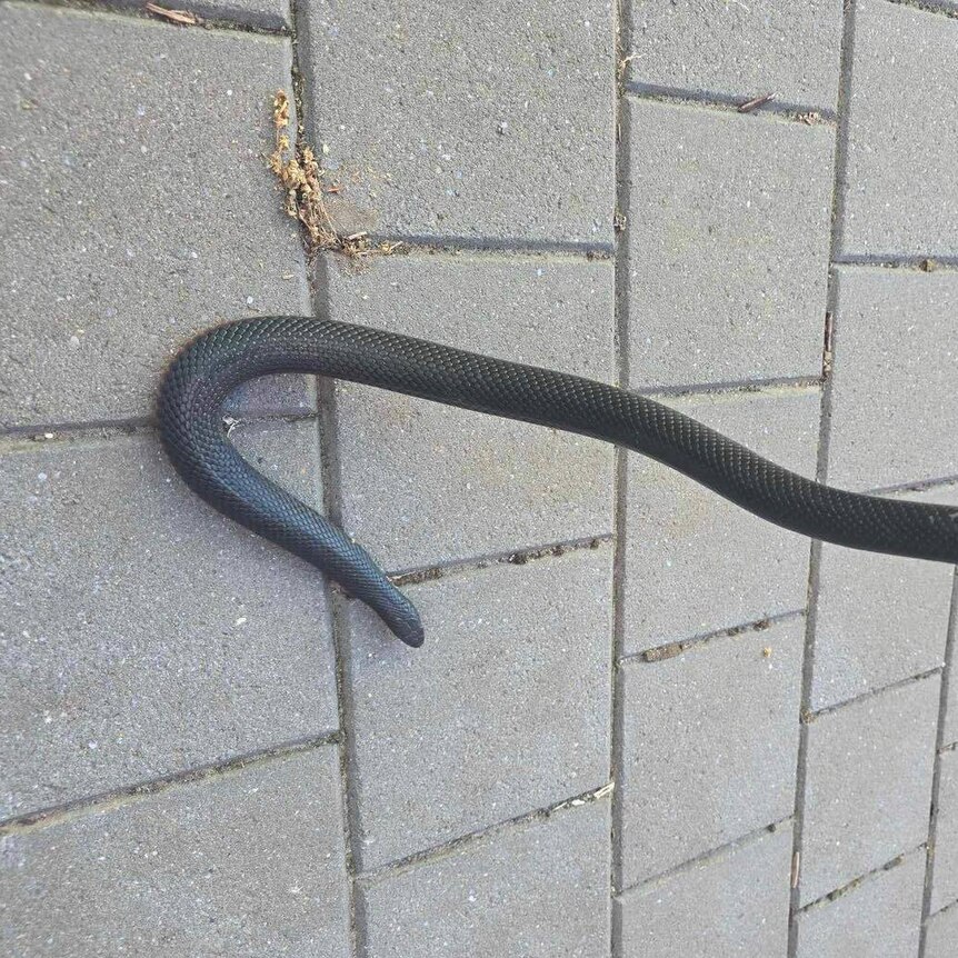 black snake in hook shape over brick pavers