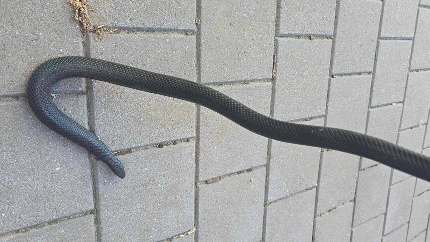 black snake in hook shape over brick pavers