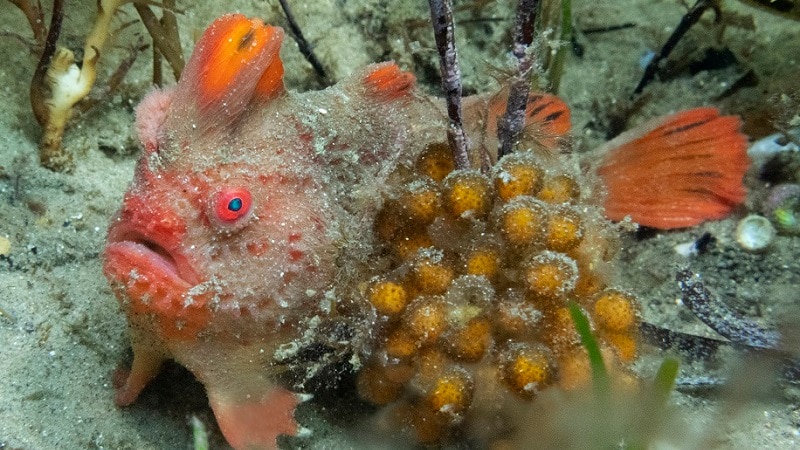 Adult red handfish with a cluster of eggs.
