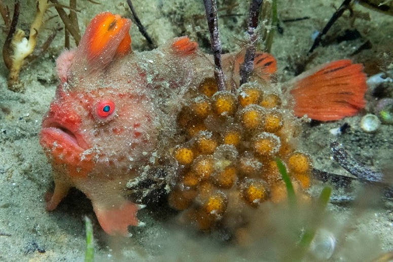Adult red handfish with a cluster of eggs.