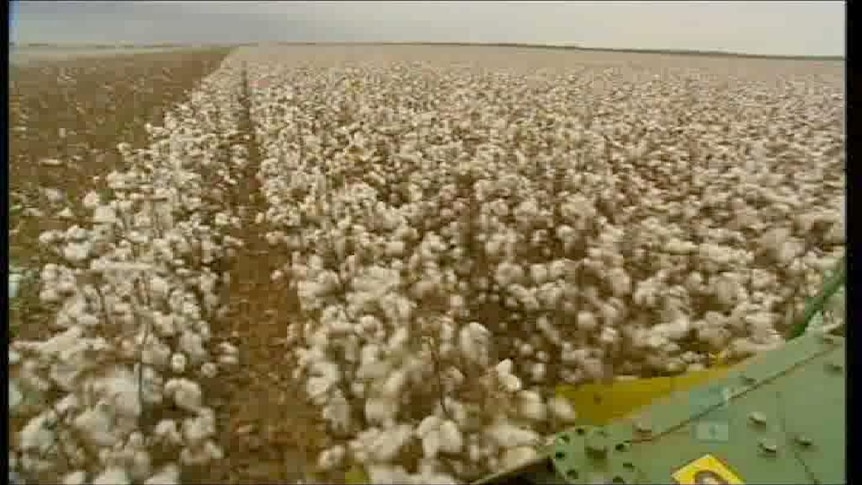 Nematodes cause cotton concerns