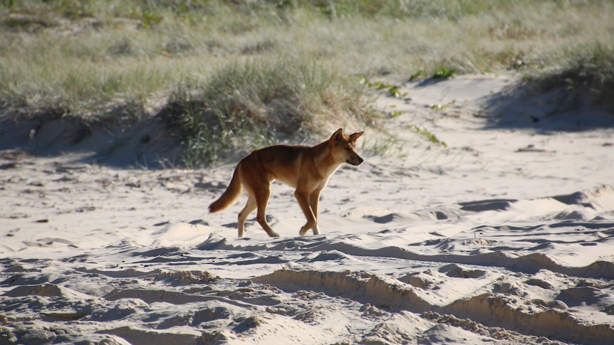 A dingo walks on the beach.