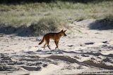 A dingo walks on the beach.