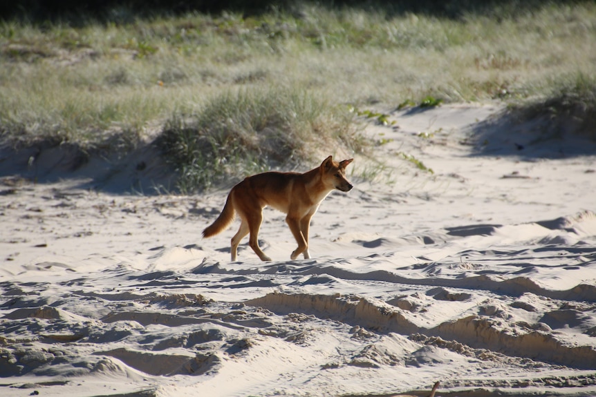 A dingo walks on the beach.