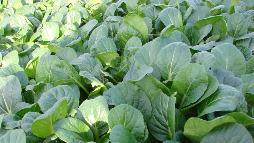 Pak Choy growing in the Coal River valley