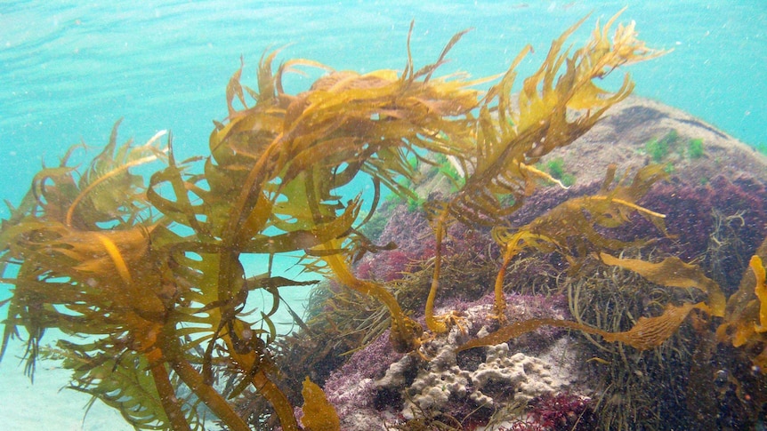 Wakame seaweed in Tasmania