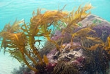 Wakame seaweed in Tasmania