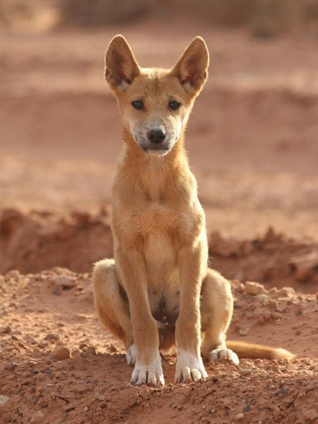 A baby dingo pup sitting in the dirt