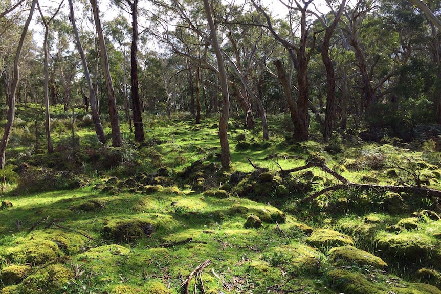 Green covered earth dotted with trees and featuring a waterway