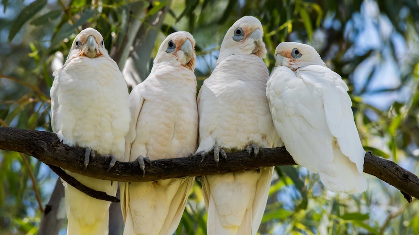 Corellas with watchful eyes