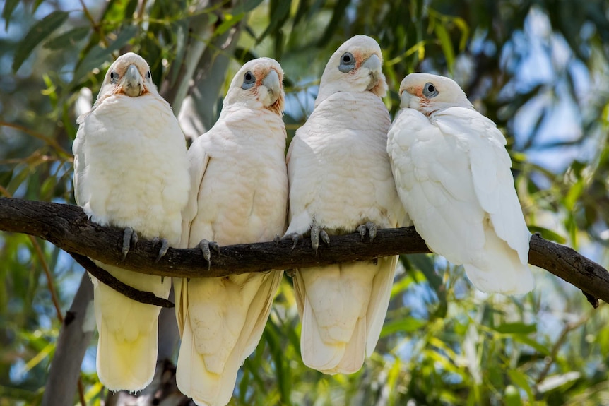 Corellas with watchful eyes