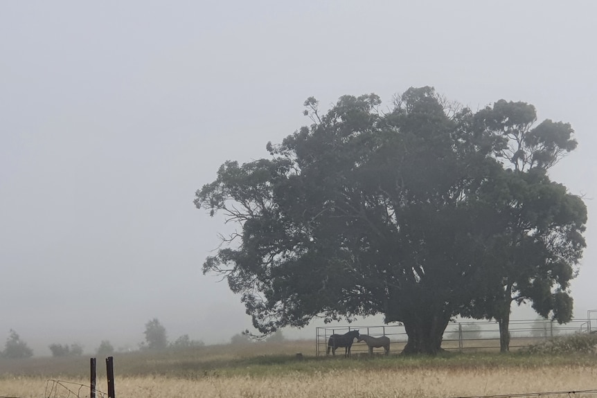 two horses taking shelter under a tree surrounded by fog