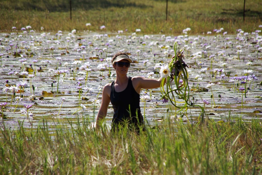 A scientist harvesting water lilies from a billabong