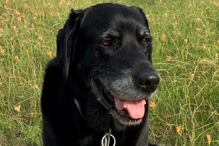 A black laborador sits in a meadow