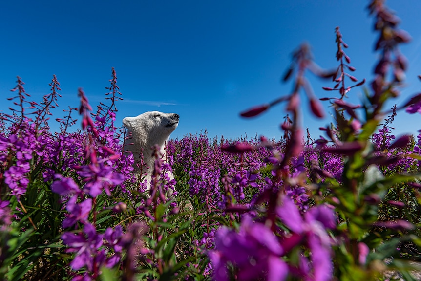 Un cachorro de oso polar se sienta en un campo de flores violetas con un cielo azul de fondo