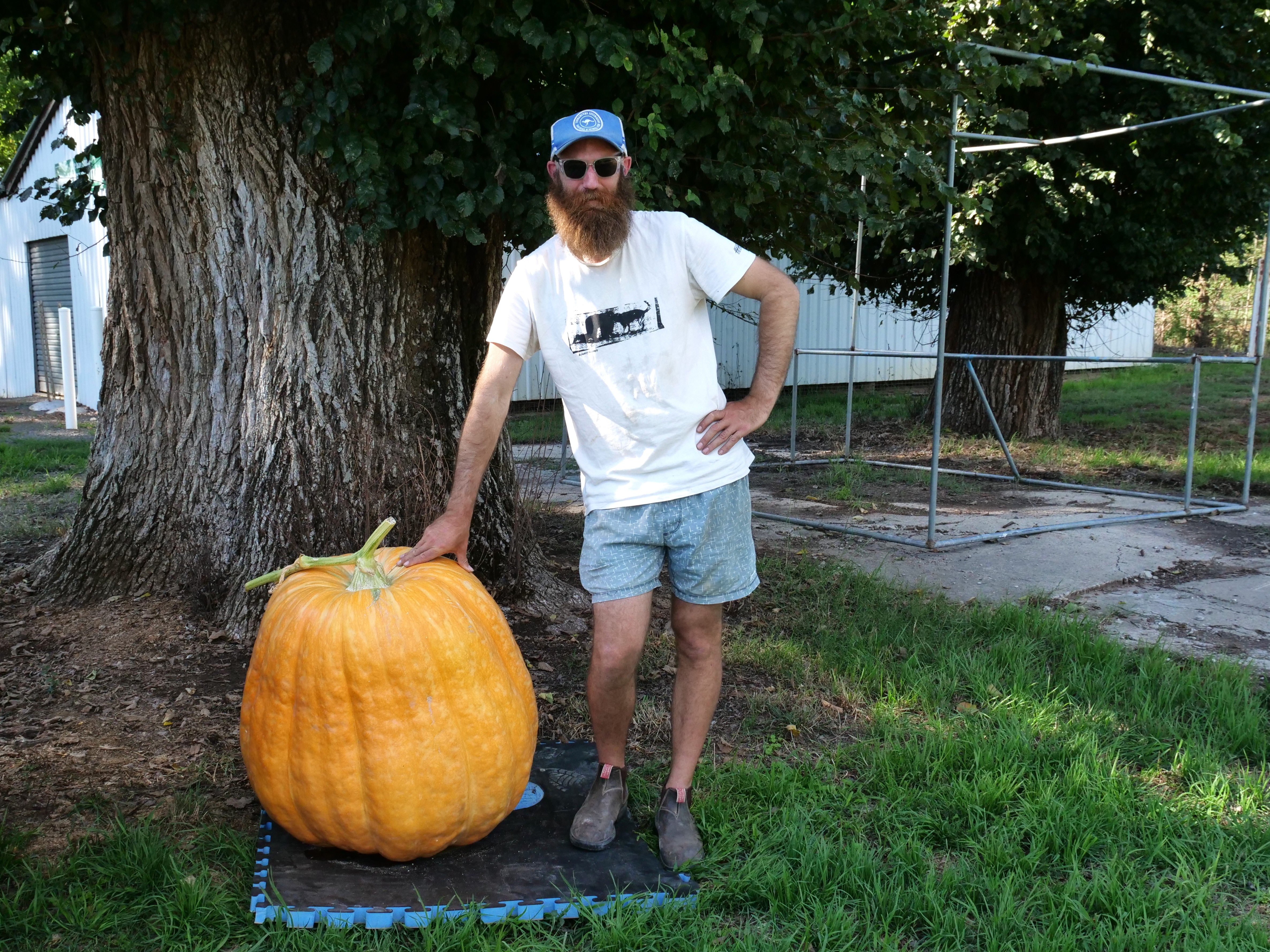 Un hombre alto con una camisa blanca parado/inclinado junto a una calabaza grande