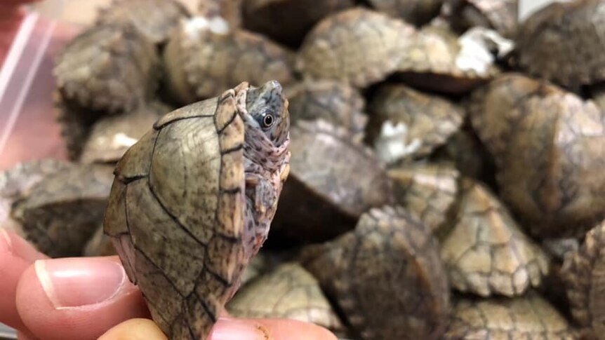 A close-up of a turtle seized at Manila airport in the Philippines.