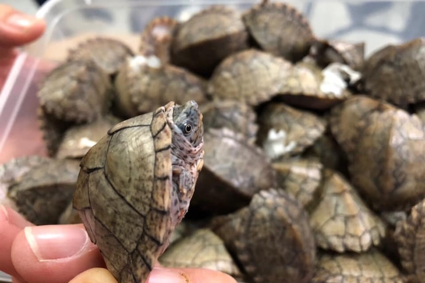 A close-up of a turtle seized at Manila airport in the Philippines.