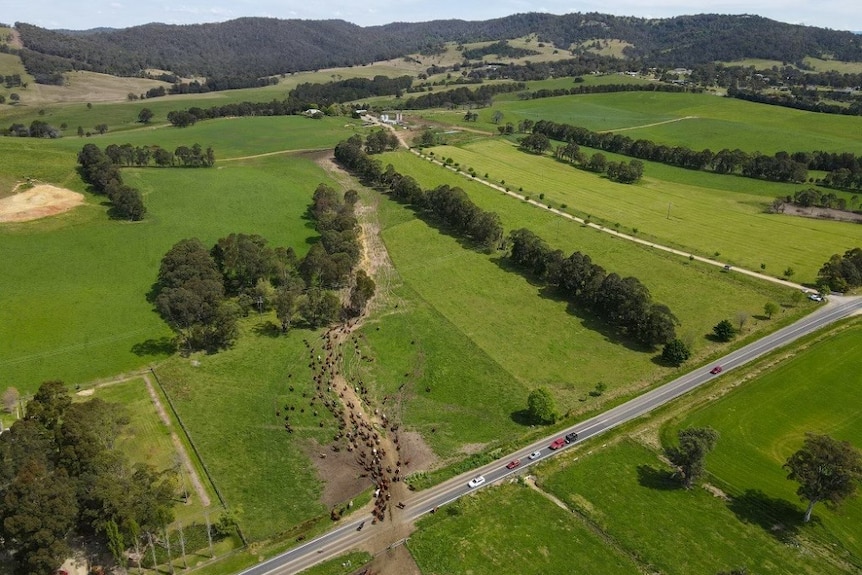 Aerial shot of Bega dairy farm Jellat Jellat owned by the Russell family.
