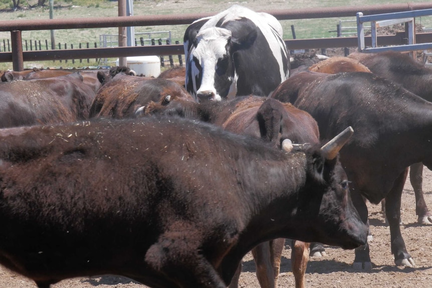 World's biggest cow surrounded by smaller cows