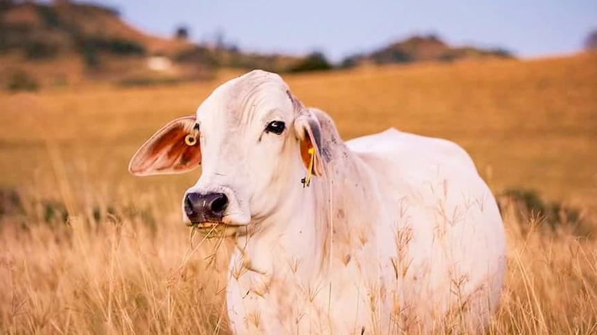 A brahman cow stands in long grass with the sun setting.