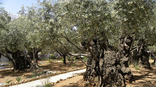 Olive trees in garden of Gethsemane.