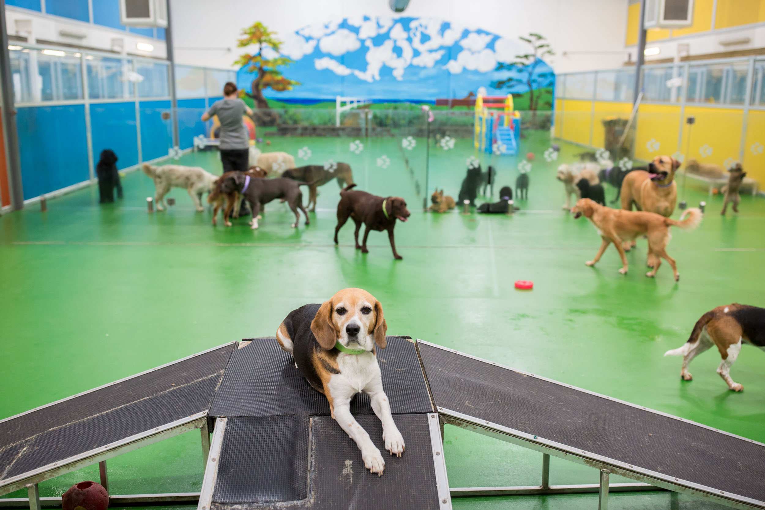 Are Dog Daycares A Good Idea