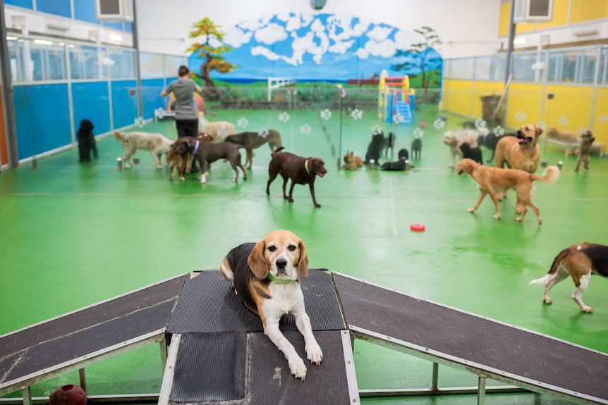 A Beagle lies on the summit of a ramp while other dogs mill in the background.