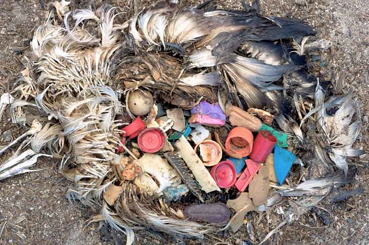 remains of a deceased bird with colourful bits of plastic inside its stomach