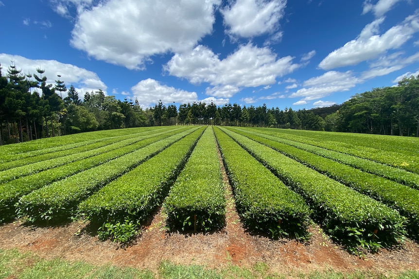 Image of rows of tea bushes.