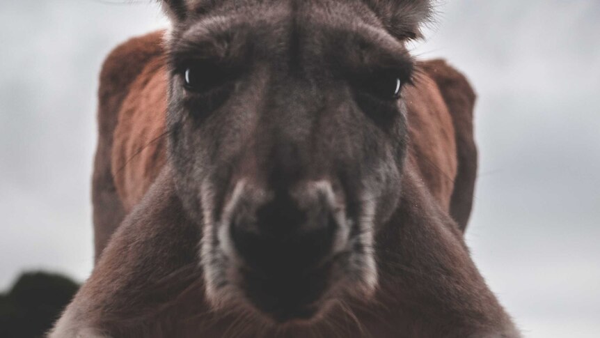 Close up of a kangaroo looking at the camera