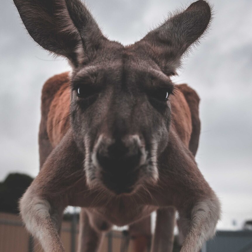 Close up of a kangaroo looking at the camera