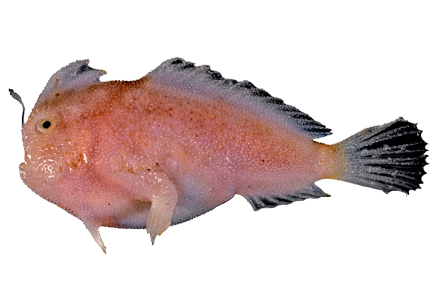 A light pink coloured fish with small hands.