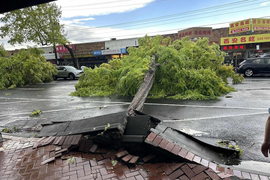 Tree fallen over in a street, lifting the pavement it is planted in.