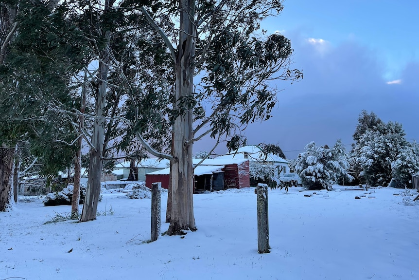 Snow covered ground with gum trees in the foreground and the backs of two weatherboard houses in the background