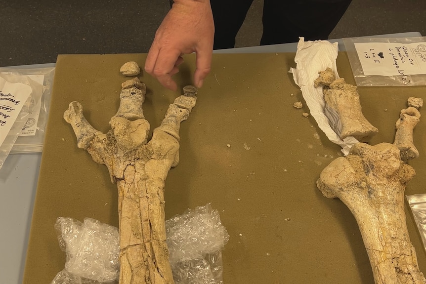 Large bones sitting on a brown mat on a bench.