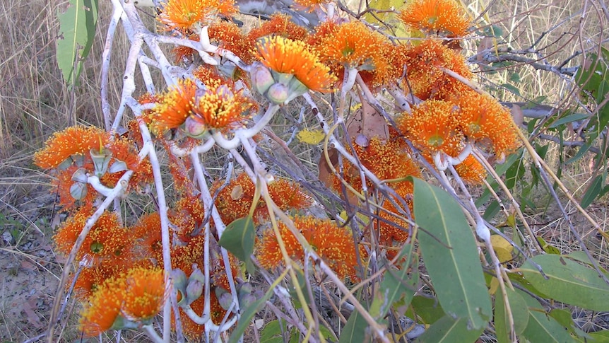 Close up of Eucalyptus miniata from the Kimberley region