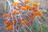 Close up of Eucalyptus miniata from the Kimberley region