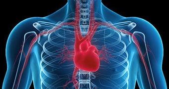 The placement of the heart in the human body