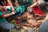 Orangutan with baby rescued