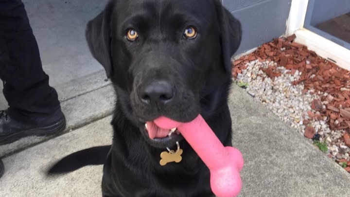 Picture of a black labrador with a toy in its mouth