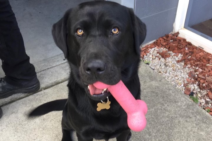 Picture of a black Labrador with a toy in its mouth