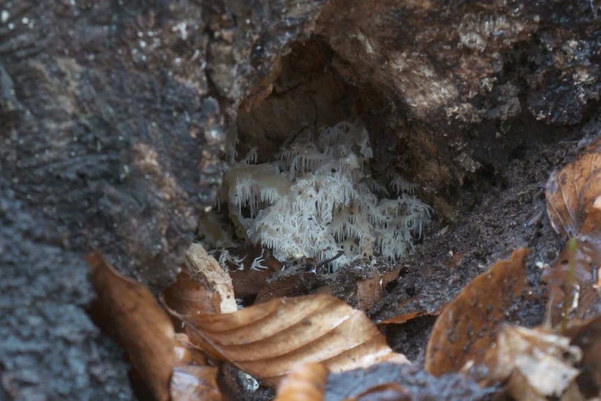 A wild "snowflake" mushroom in a stump in a forest