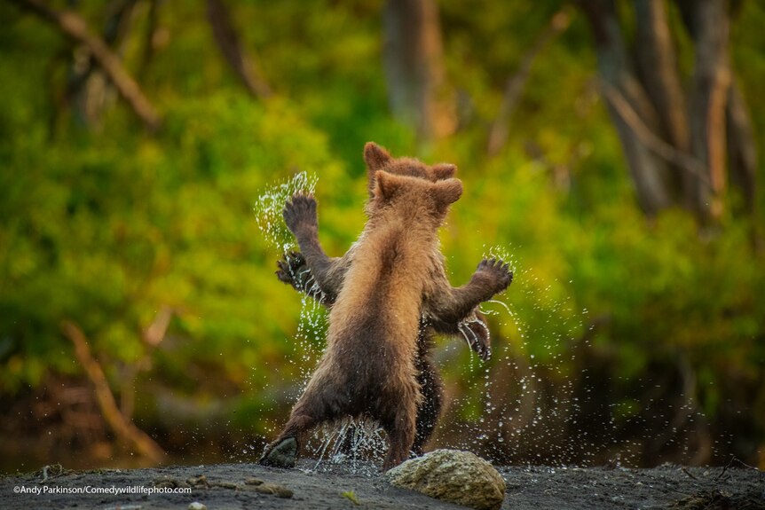 Two bear cubs frolic in a stream, mirroring each other's positions.