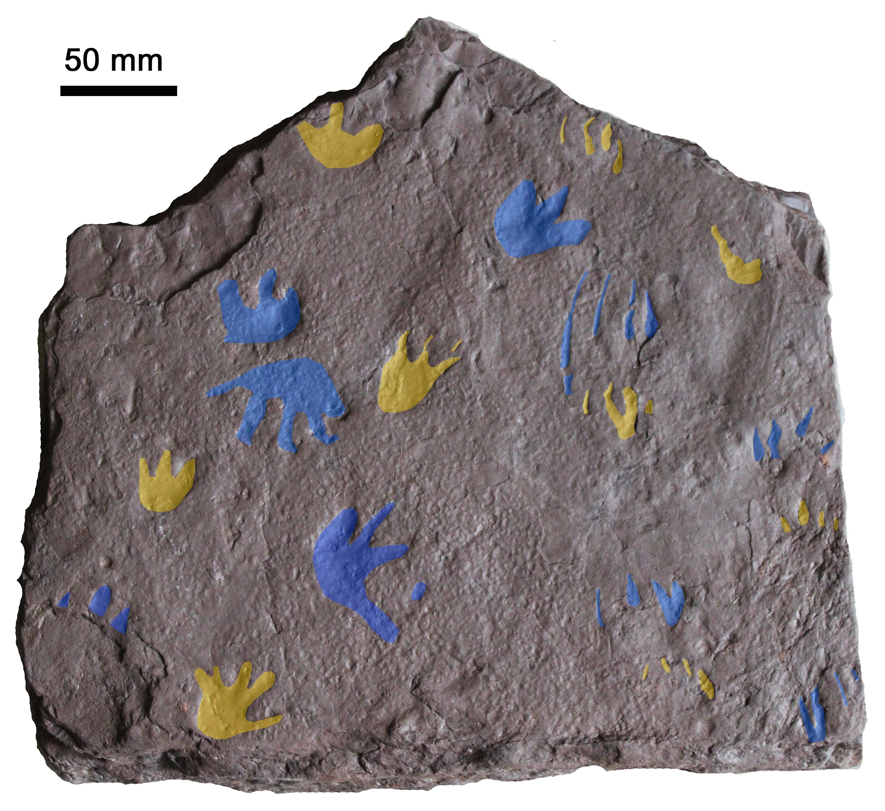 A slab of rock with highlighted paw prints.