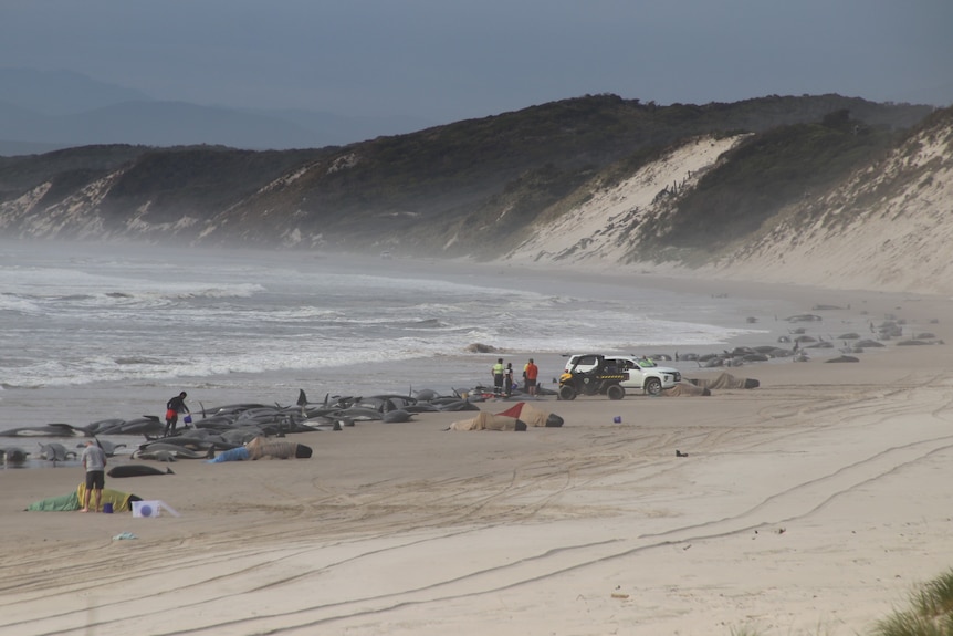 Rescuers help hundreds of whales on a beach.