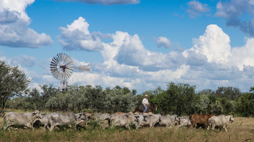 Cattle are driven on the Newcastle Waters station. A windmill and trees are in the background