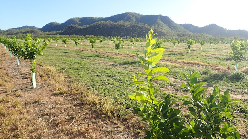 Citrus property in the Atherton Tablelands with a mountain in the background.